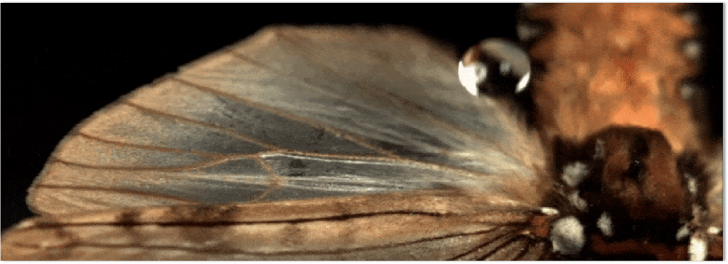 自清洁纳米涂层原理 自清洁纳米涂层特殊润湿性的仿生学原理演示